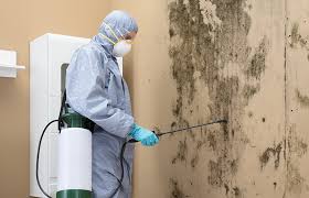 Best Environmental Consulting for Mold Prevention  in Wolfe City, TX